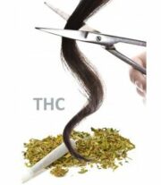 FORENSIS GC-MS-hair analysis Cannabis 1_1