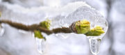 Labteamet__bild_cryo-thaw_shutterstock