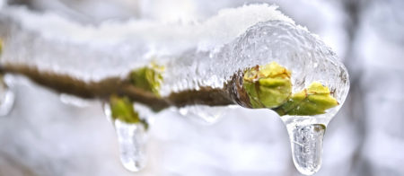 Labteamet__bild_cryo-thaw_shutterstock